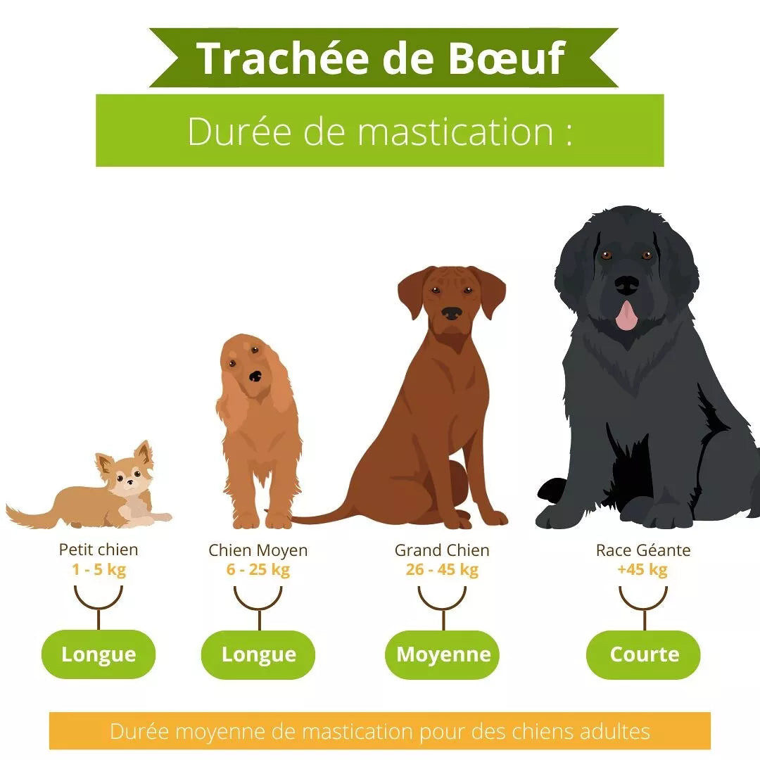 🥩 Trachée de Bœuf à Mâcher Naturelle pour Chiens 🐶💖- Dans ma Gamelle