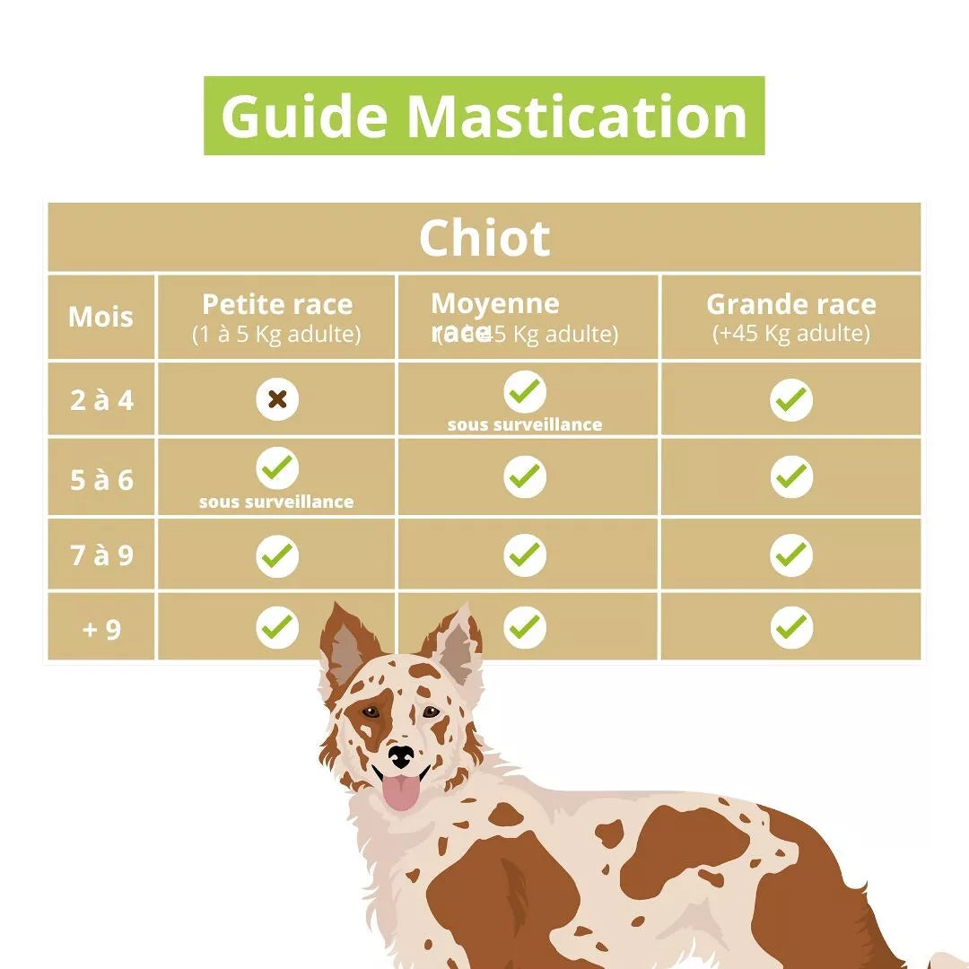 🥩 Trachée de Bœuf à Mâcher Naturelle pour Chiens 🐶💖- Dans ma Gamelle