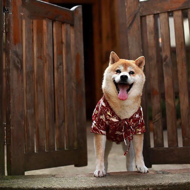 Kimono Japonais pour Chien 🐶