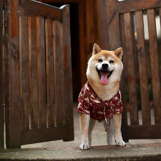 Kimono Japonais pour Chien 🐶