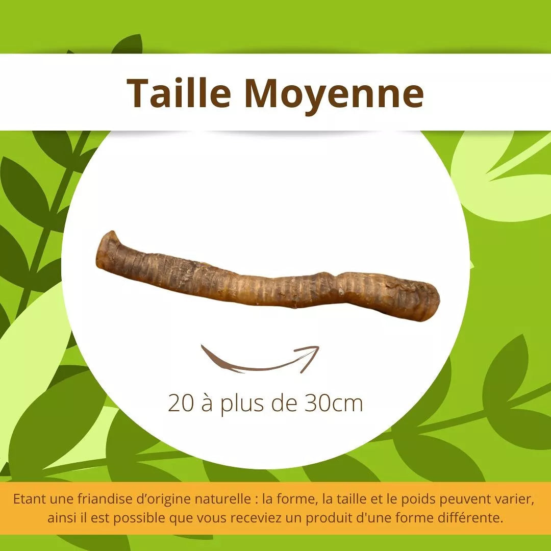 🥩 Trachée de Bœuf à Mâcher Naturelle pour Chiens 🐶💖- Dans ma Gamelle