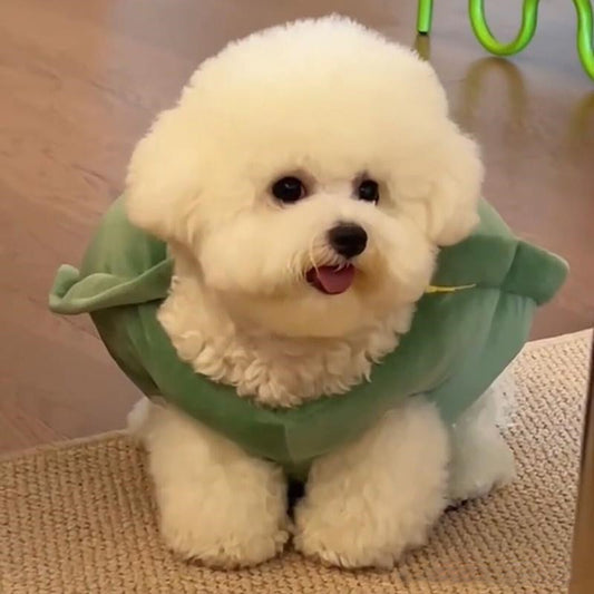 🐢 Tenue Mignonne Tortue pour Animaux 🐾💚